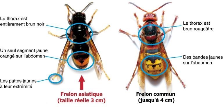 Compar Frelon